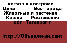котята в костроме › Цена ­ 2 000 - Все города Животные и растения » Кошки   . Ростовская обл.,Таганрог г.